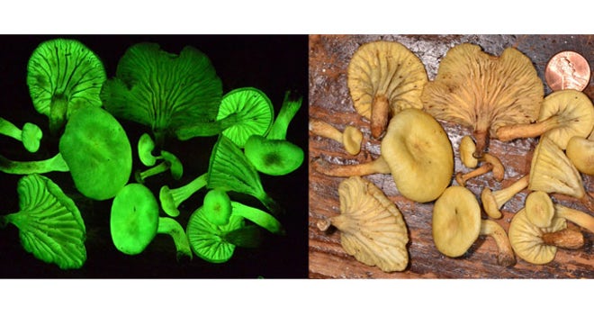 glowing mushroom